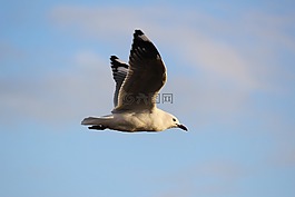 動物,動物攝影,鳥