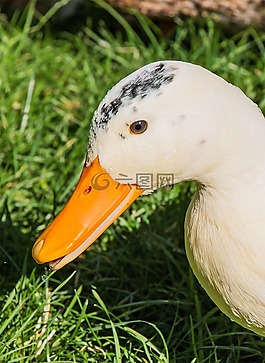 鴨,公園,水禽