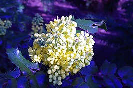 鮮花,春天,黃色