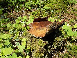樹樹皮,性質(zhì),吠
