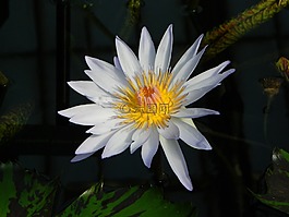 睡莲,植物区系,水