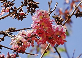 决明子粉红色,野花,花