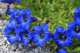 龍膽,高山花卉,鮮花