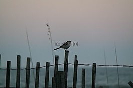 海岸線,鳥,野生動物
