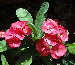 大戟屬,粉紅色,花