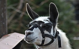 喇嘛,動物,動物園