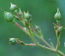 花,花園,性質(zhì)