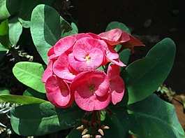 大戟屬,粉紅色,花