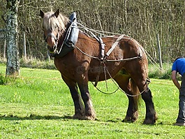 勞工,percheron,山