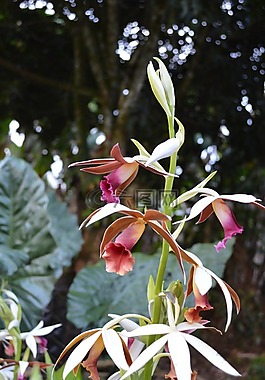蘭花,開(kāi)花,植物