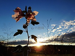 錦葵,花,開花