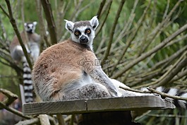 狐猴,動(dòng)物,動(dòng)物園