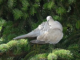 鳥,鴿子,翅膀