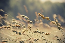 特寫,原野,草