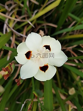 花,自然,植物區(qū)系