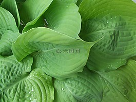 葉子,綠色,雨滴