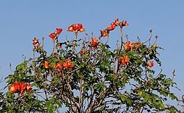 非洲郁金香,花,树