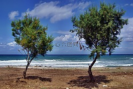 樹木,海灘,海