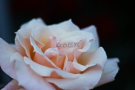 盛開(kāi),開(kāi)花,特寫(xiě)