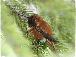 艾倫斯蜂鳥,蜂鳥,selasphorus sasin
