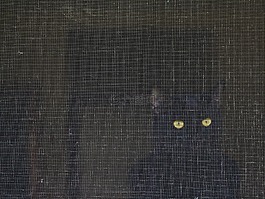 猫,屏幕,眼睛