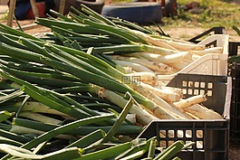 calcots,韭菜,食品