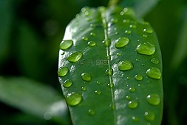 一滴水,滴,葉子