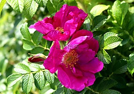野生玫瑰,開花,粉紅色