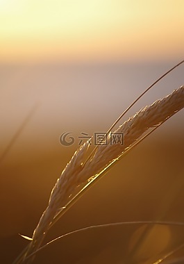 夏季,日落,abendstimmung