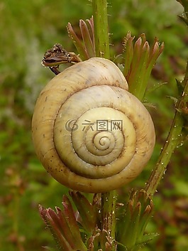 蝸牛,殼,螺旋