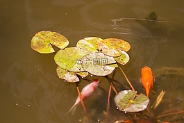 魚,池塘,睡蓮