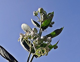 aak,calotropis 花瓣,乳草