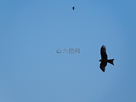 天空,鳥,夏天