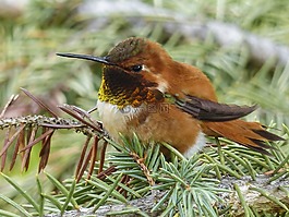 艾倫斯蜂鳥,蜂鳥,selasphorus sasin