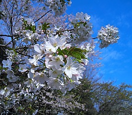 櫻桃,櫻花,樹