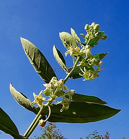 aak,calotropis 花瓣,乳草