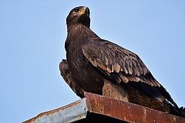 阿德勒,鷙鳥,猛禽