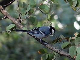 大山雀,胡布利,parus 主要