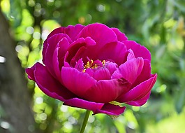 牡丹,開(kāi)花,粉紅色