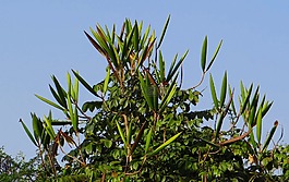 非洲郁金香,种子 pod,胡布利