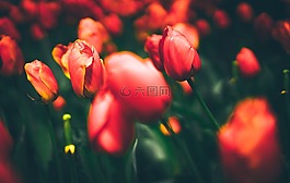盛開(kāi),開(kāi)花,深度的字段