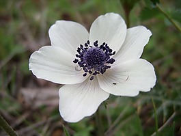 花,白,關(guān)閉了
