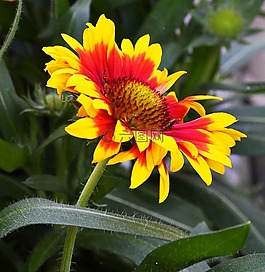 花,黃色紅色,夏季