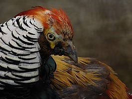 動物,自然,野生