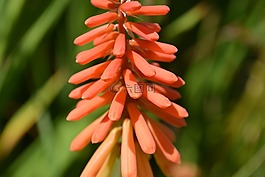 紅色,花,戶(hù)外
