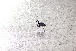 火烈鳥,水,太陽(yáng)