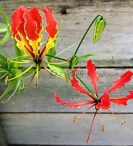 花,自然,植物區(qū)系