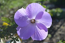 花,紫色,花的