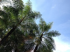 椰子樹,天空,陰影