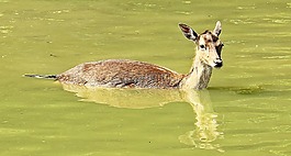 野生,獐鹿,休耕鹿